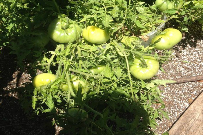 Growing bigger tomatoes with ORMUS
