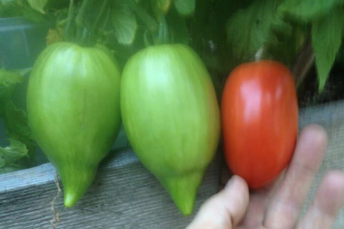 Growing bigger tomatoes with ORMUS